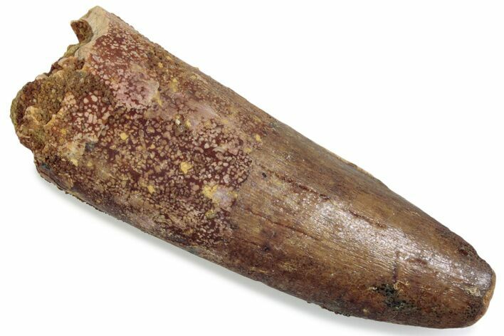 Fossil Spinosaurus Tooth - Real Dinosaur Tooth #376569